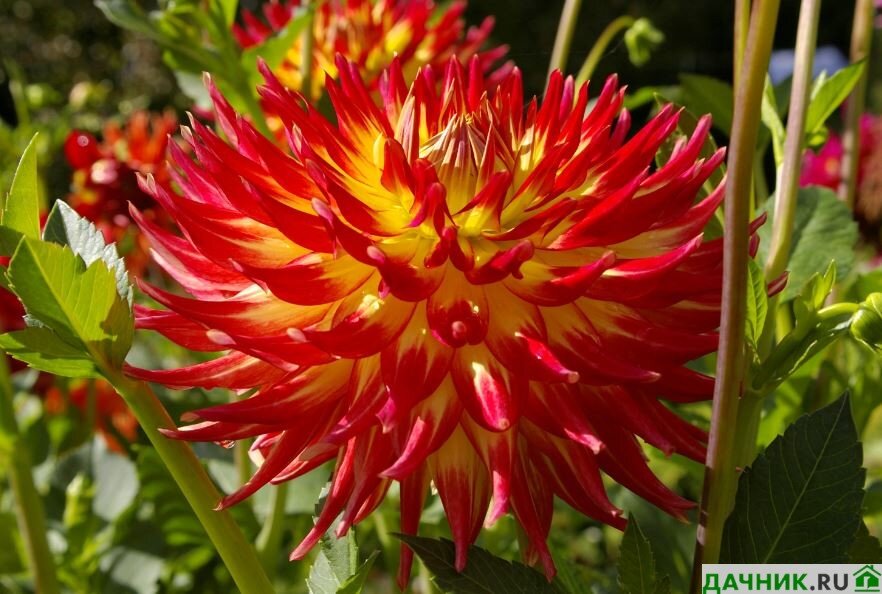 15 лучших сортов георгинов для великолепного сада