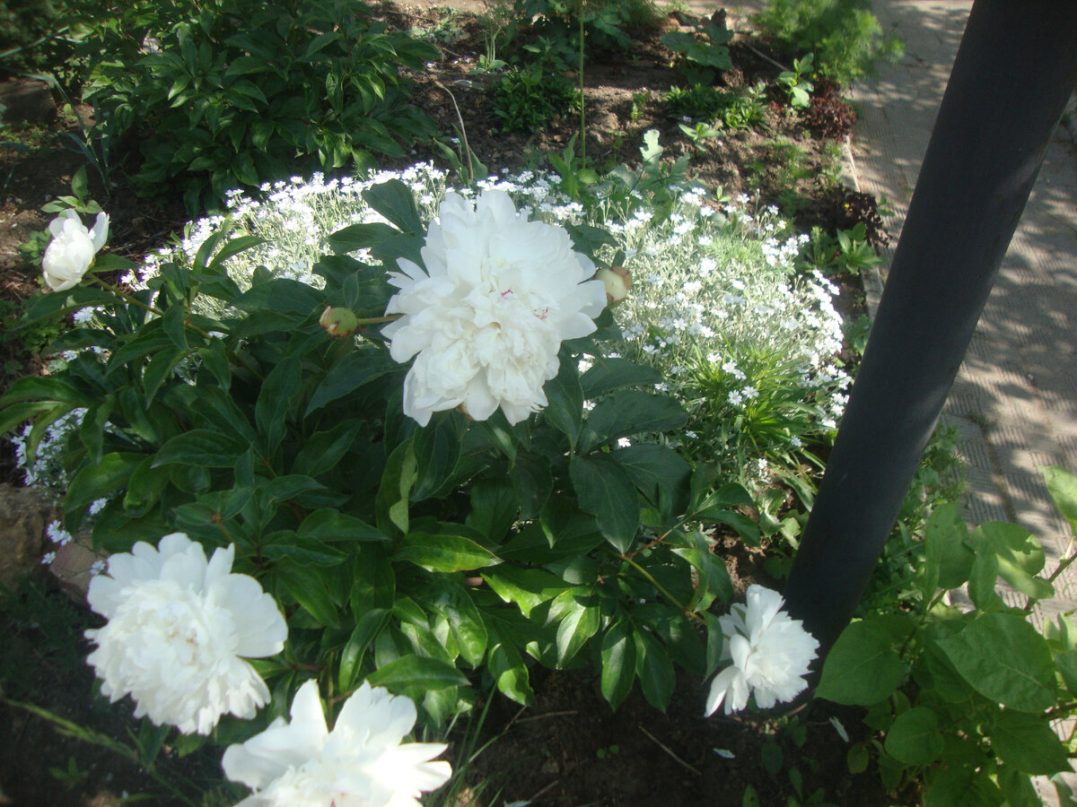 Пионов обычно дарили много, но в этот раз тоже отцвели