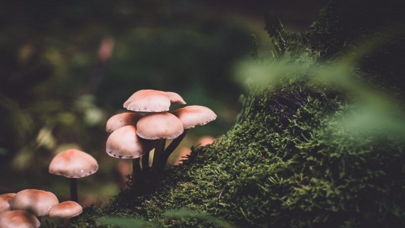     Грибы. unsplash.com.
