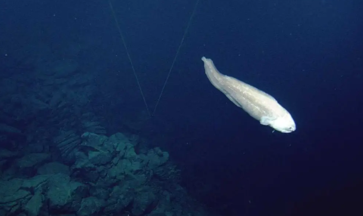 Даже в полной темноте рыбы обнаруживают. Abyssobrotula galatheae. Cusk eel рыба. Ошибневые рыбы. Абиссобротула рыба.