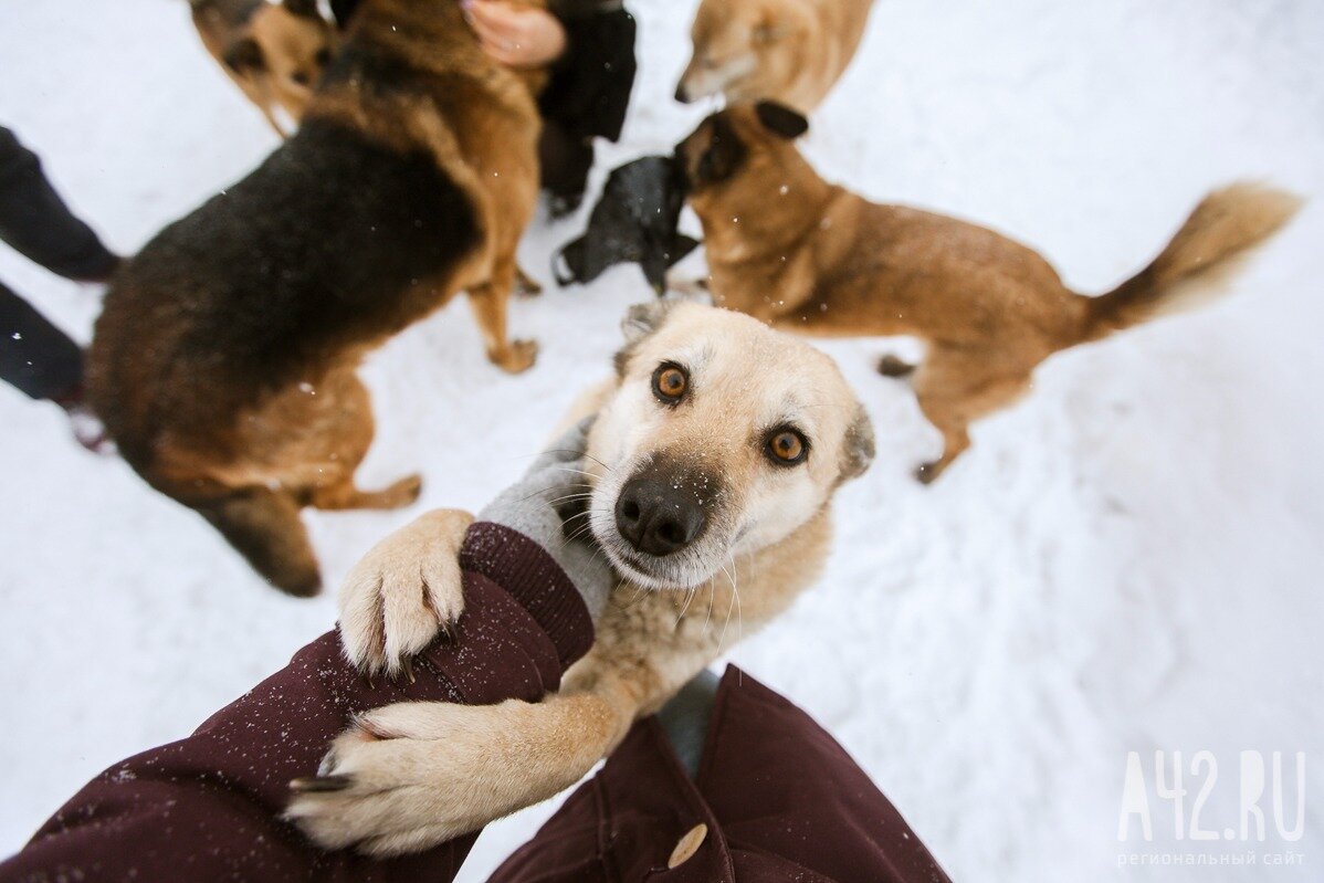 Бездомные животные. Помощь животным. Бездомные собаки. Помощь бездомным животным.