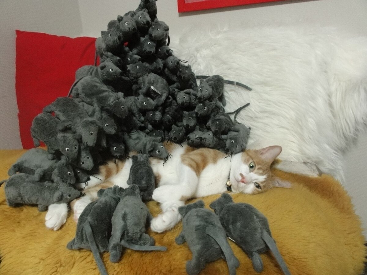 (Ленивые враги - это я про домашних кошек😅).