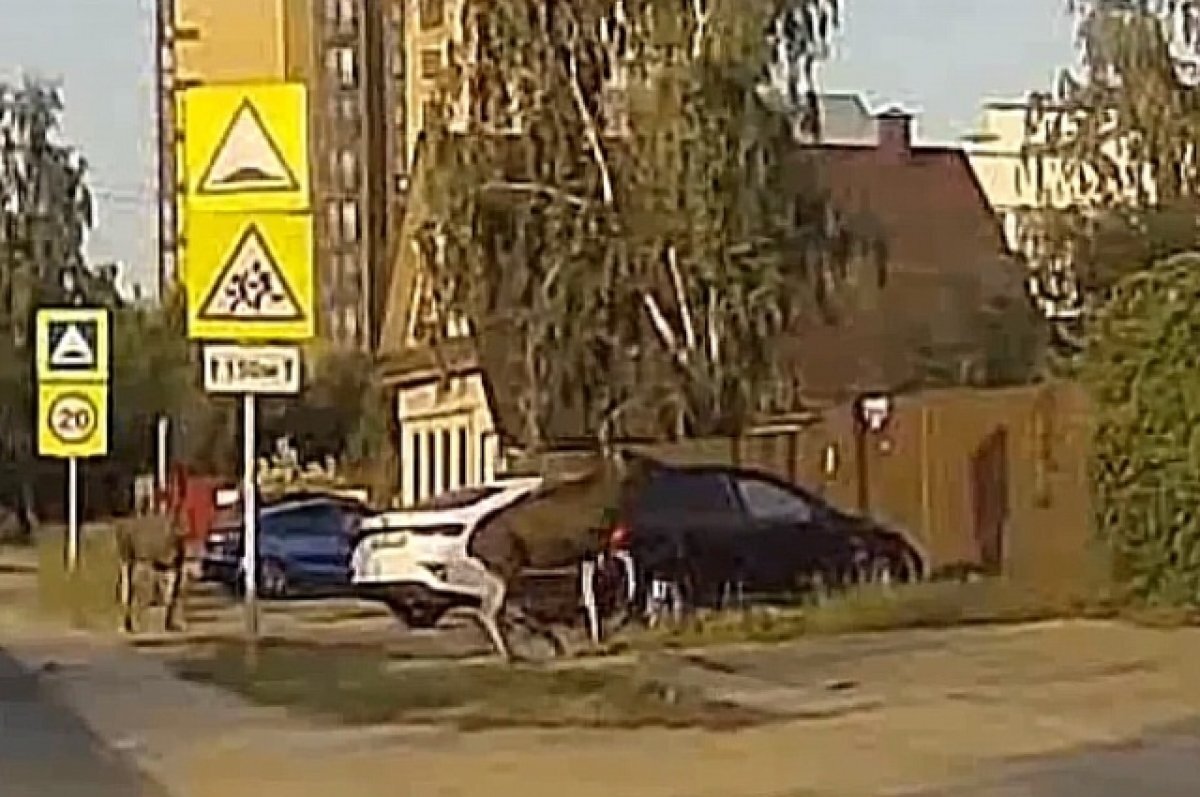    Водитель поделился видео, на котором запечатлел двух лосей в Твери