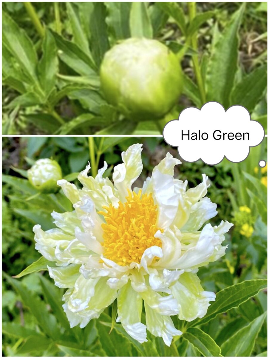  Правильное название сорта Green Halo