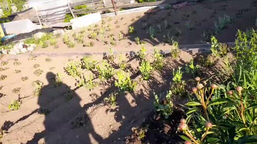 У васильевны дзен