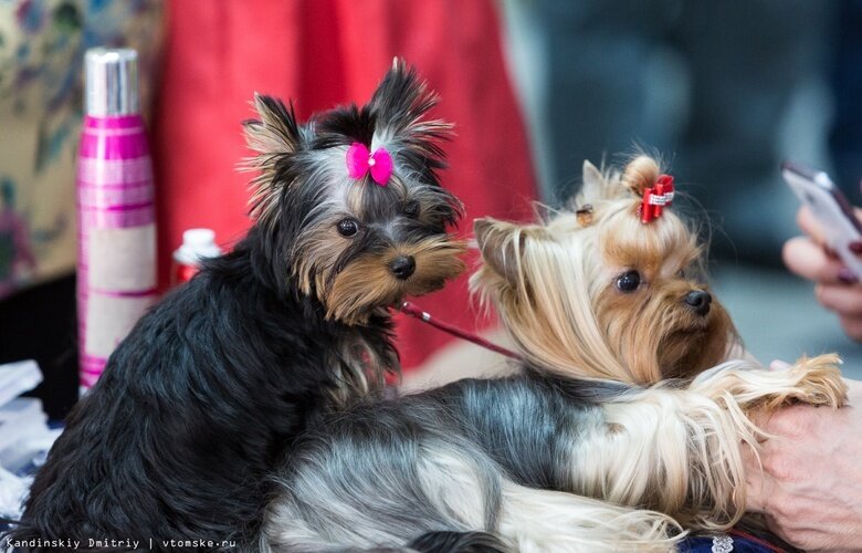    Фото: Дмитрий Кандинский / vtomske.ru
