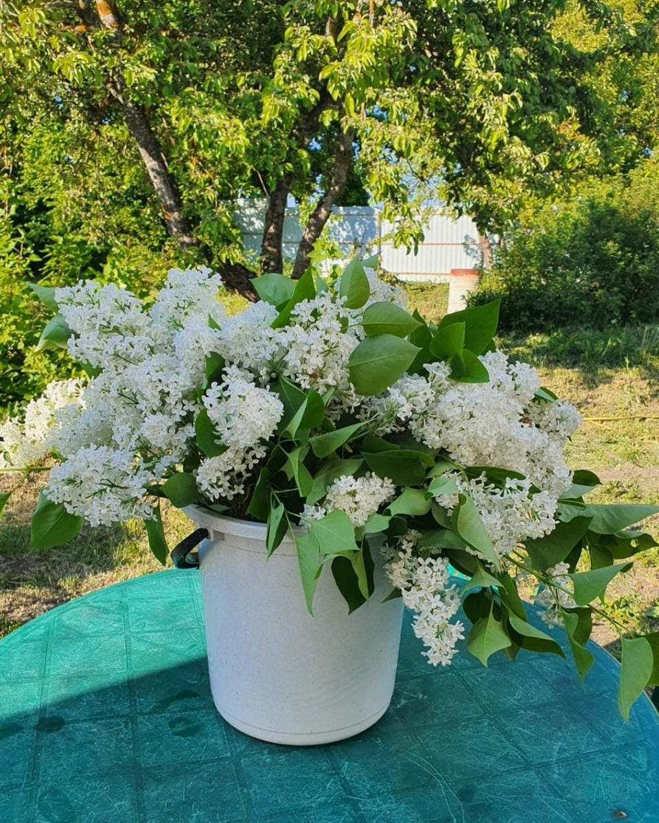 Моя любимая сирень