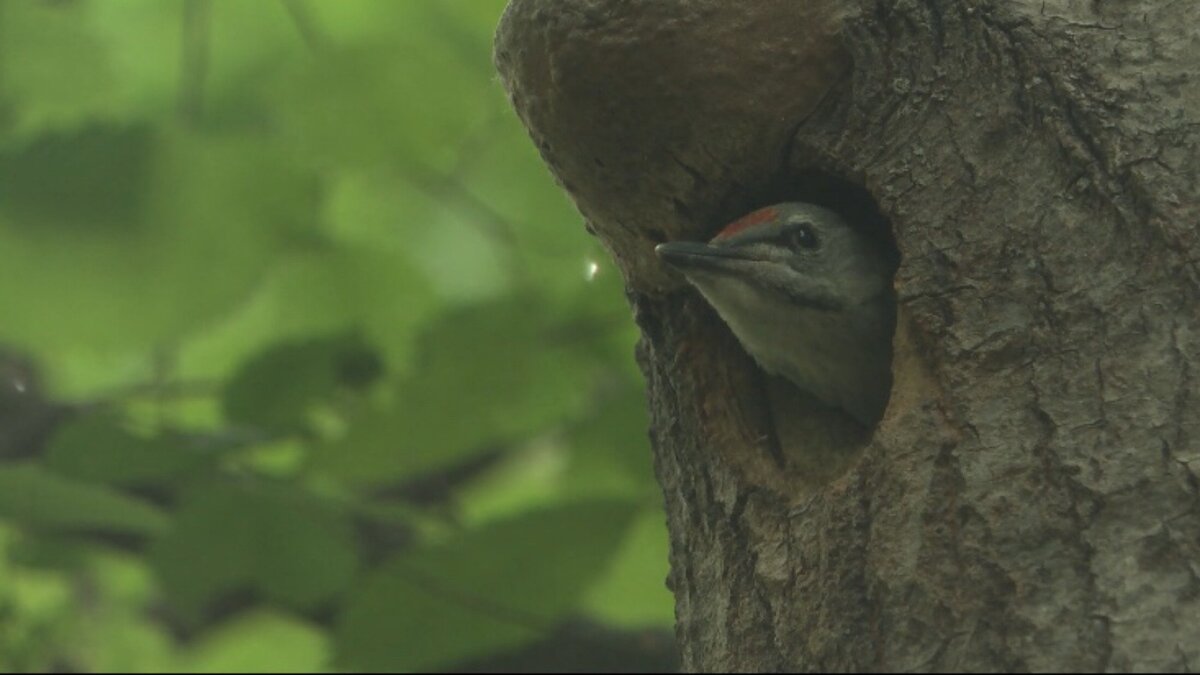     В Приволжском районе Казани местные жители обнаружили птенца седого дятла. Об этом сообщили в пресс-службе городской администрации со ссылкой на представителей Госкомитета Татарстана по биоресурсам.