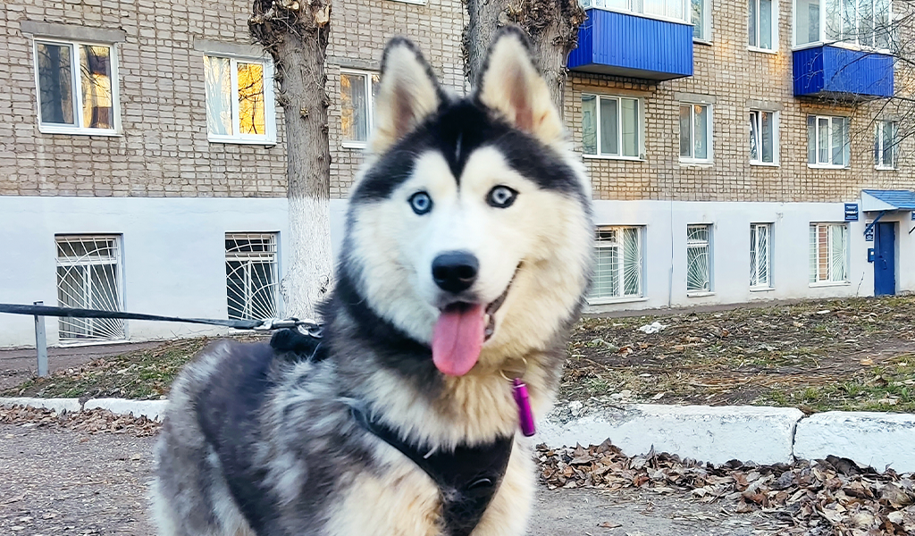 Хаски по имени Мани