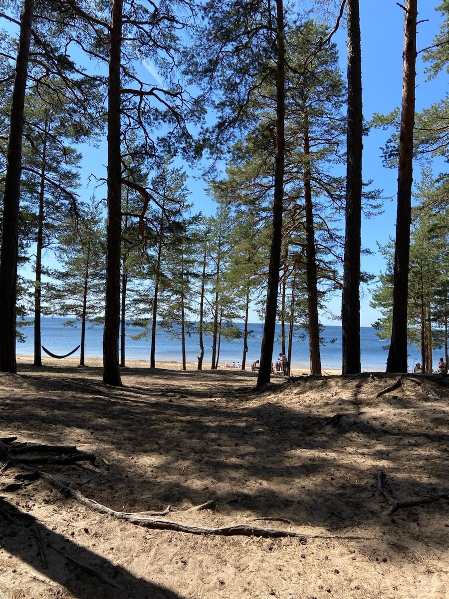 Сосны на морском берегу