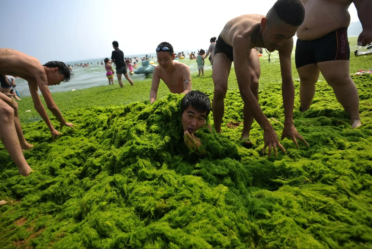 Водоросли запутались в. Желтое море Циндао. Человек в водорослях. Водоросли прикол. Купаются в водорослях.