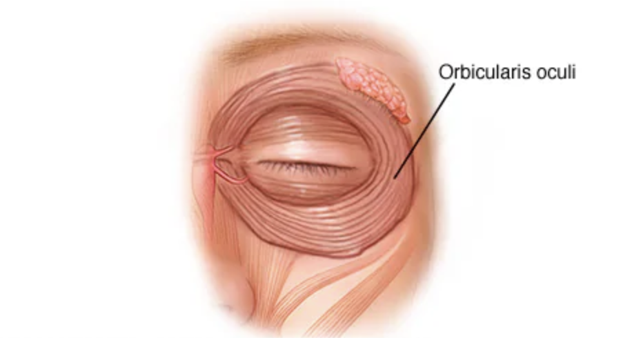 Круговая мышцы глаза 