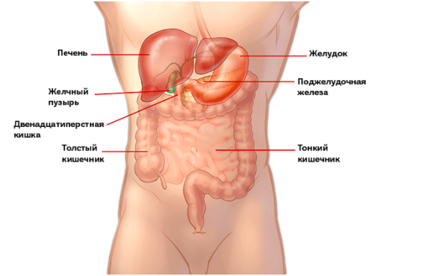 Pancreas cancer diagram in detail Векторне зображення Stock Adobe Stock