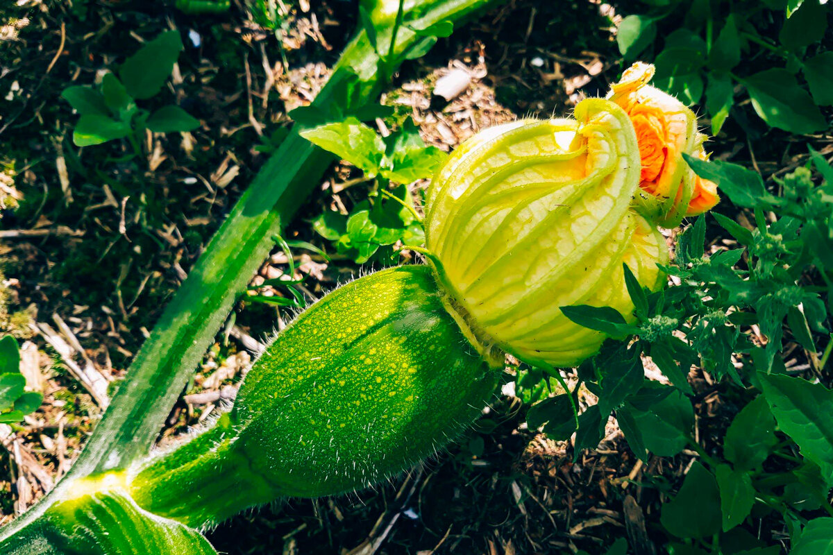 Кабачки на даче