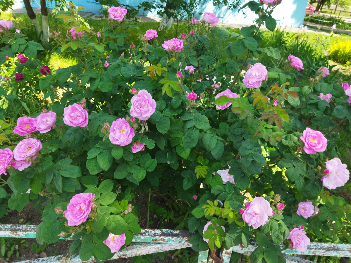 Фото автора