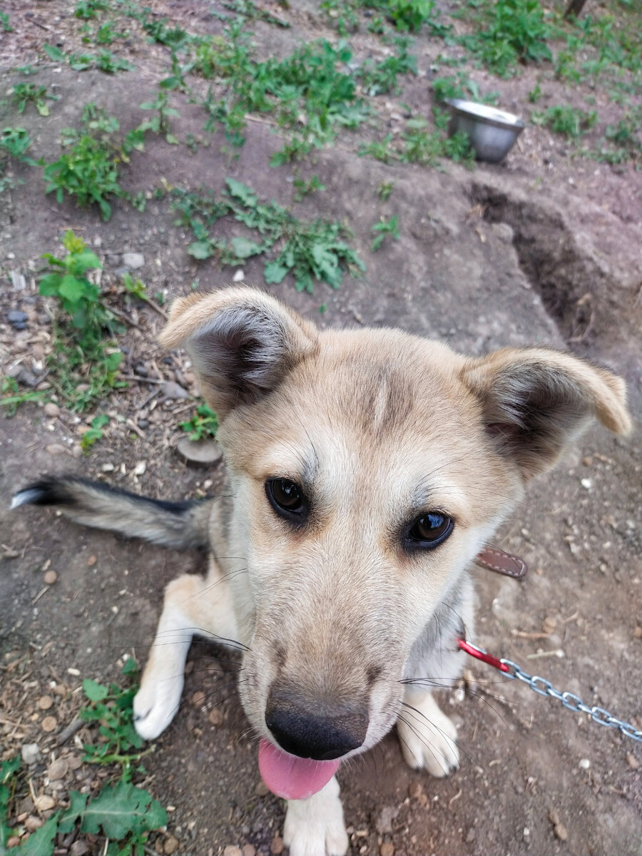 Какие игрушки нельзя покупать собаке? 🐕⚽🤔 | Собаки, Костёнки и не только  | Дзен