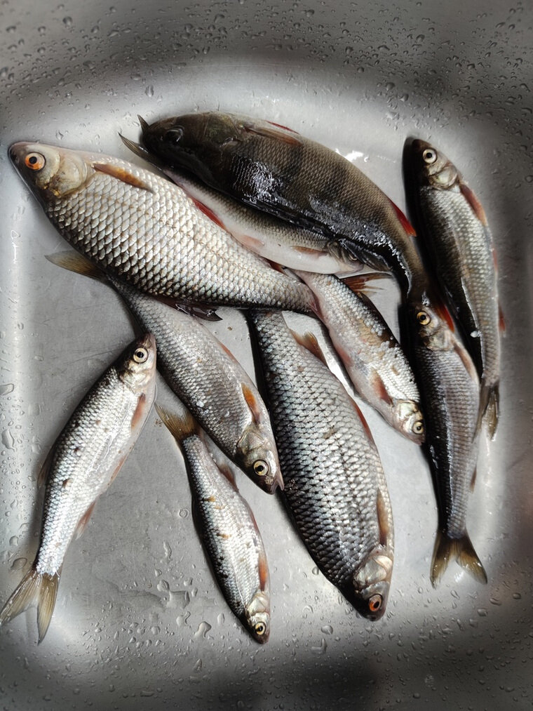    Любители рыбалки остались довольны небольшим уловом