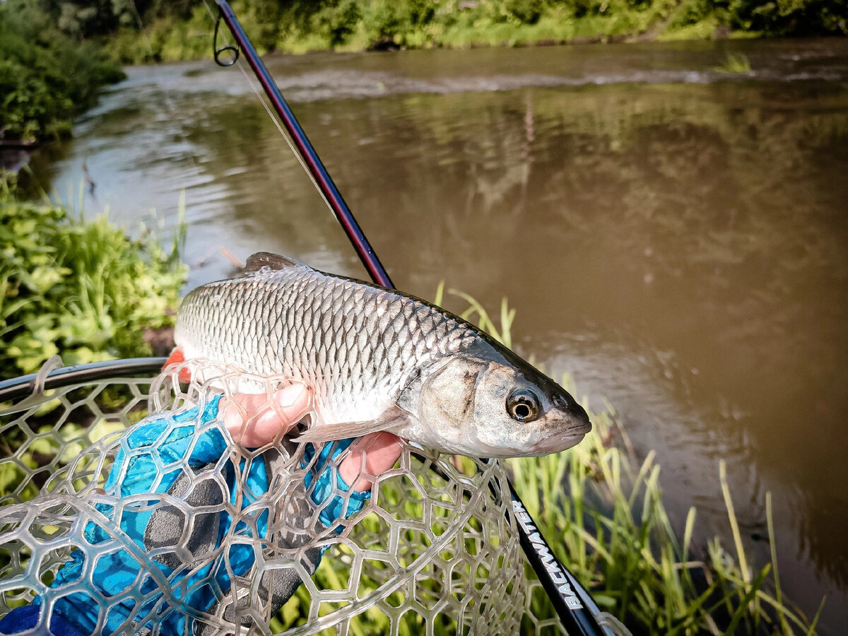 Почти весь прошлый сезон я ловил со спиннингом Team Dubna Backwater 802L.
По прошествии множества рыбалок сложилось полное мнение об этом спиннинге и можно сделать обзор.-6