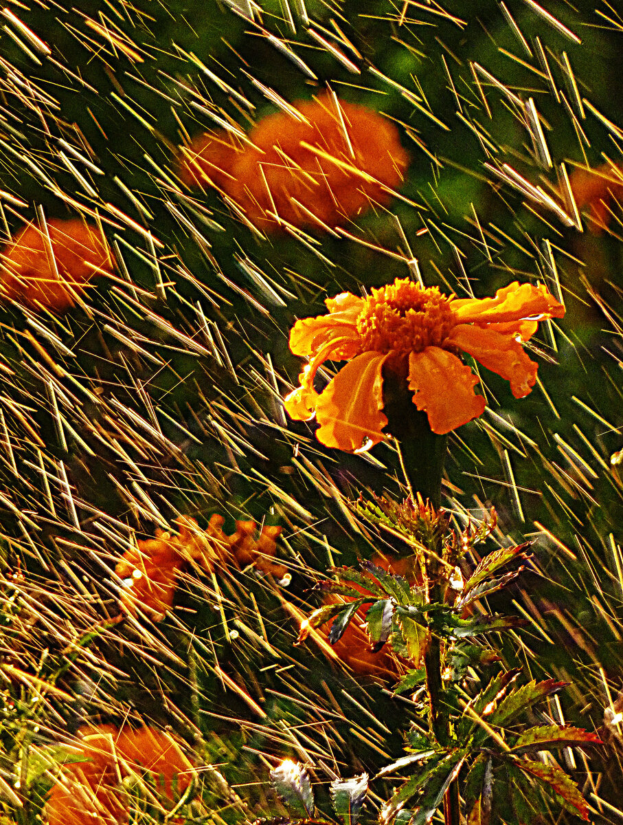Цветы под дождём в предзакатном свете. Фото Наталии ТРОФИМОВОЙ.