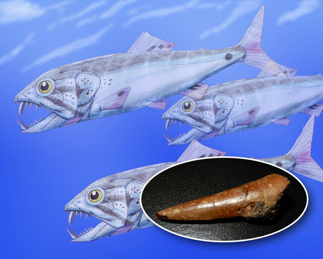    Зуб лучепёрой рыбы исследователи нашли на песчаных отложениях около поселка Камыши Курского района