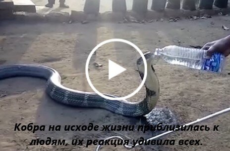 Кобра на исходе жизни приблизилась к людям, их реакция удивила всех.