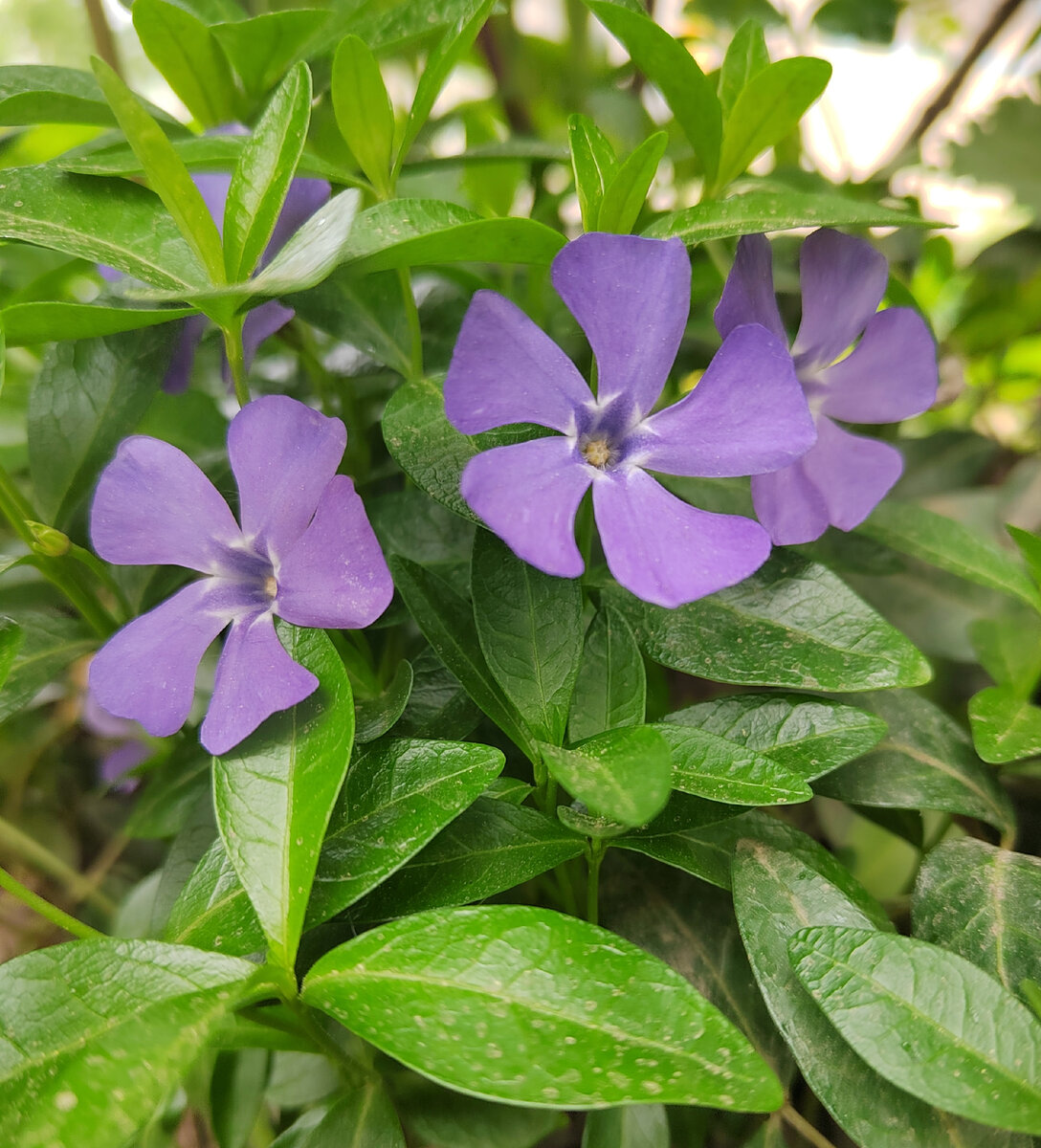 Vinca Minor Зображення - огляд 4,272 Стокові фото, векторні зображення й відео A