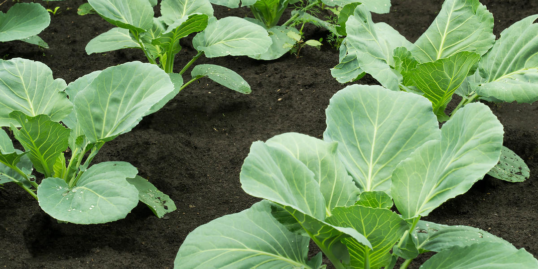 Как я защищаю капусту, растёт чистая и без дырочек, ежегодно делаю так