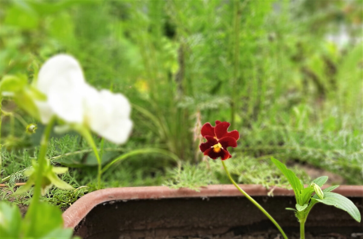 Фиалка Куколка, 23.06.2023