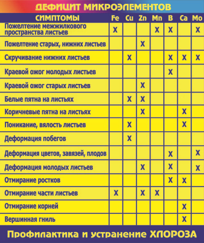 Появился хлороз на крупнолистных гортензиях. Чем помочь растениям ...