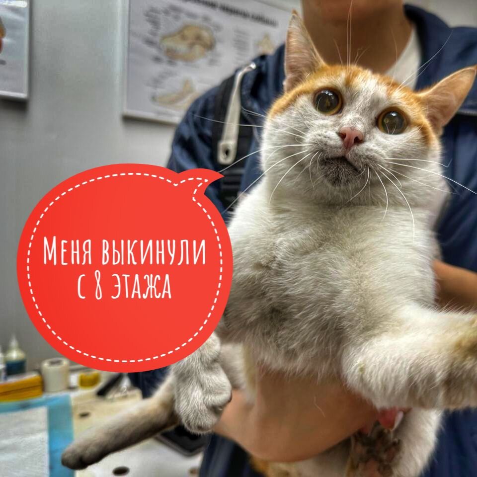 Котику нужна наша помощь