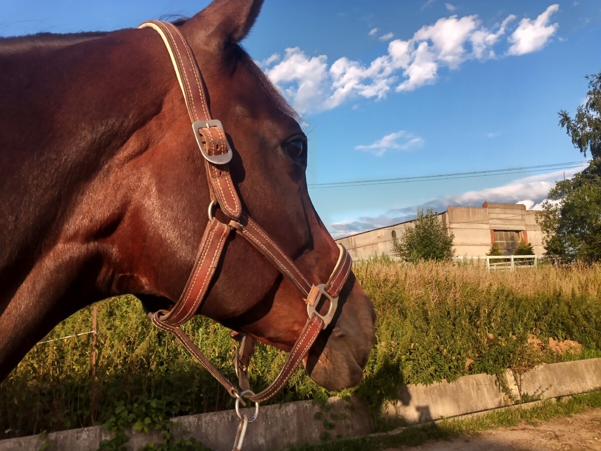 SPANA tackles deadly diseases - Horse & Hound