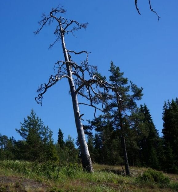 Мертвая сохлая сосна, из которой получается самый лучший в Финляндии пиломатериал