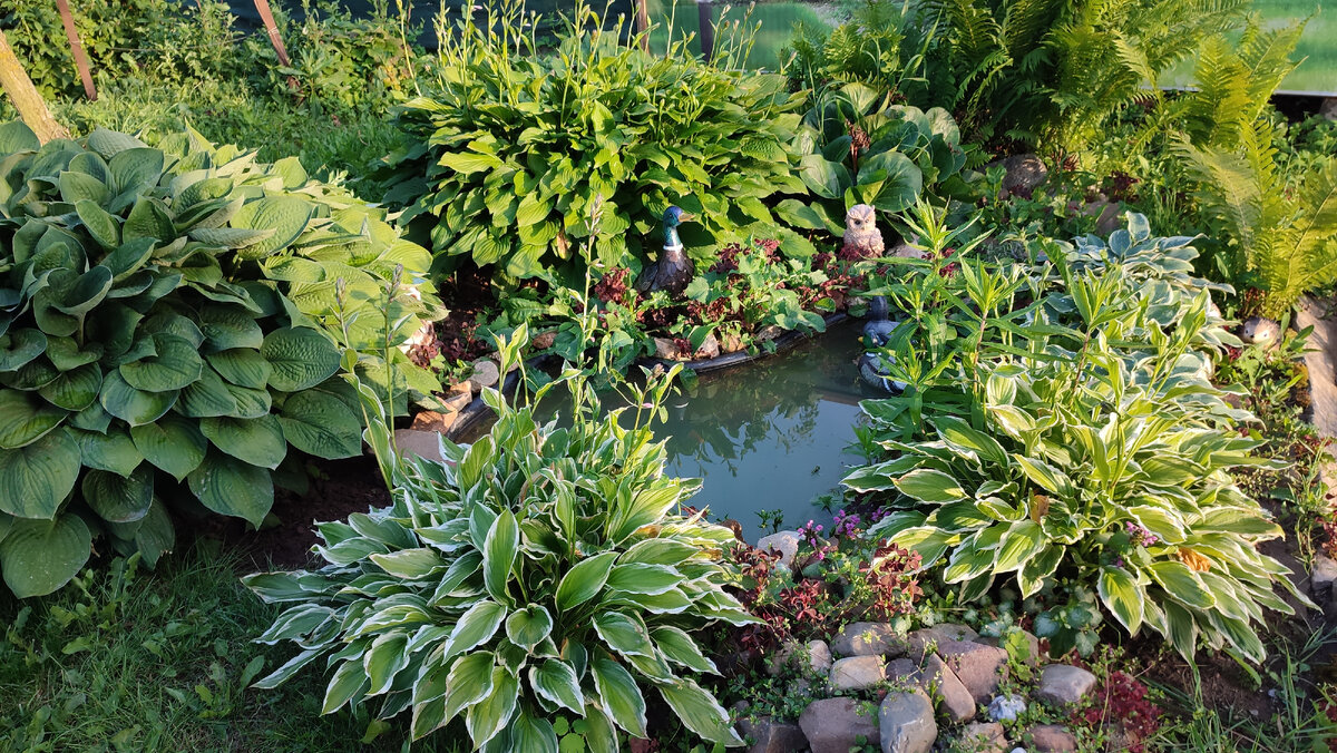 Пруд в саду