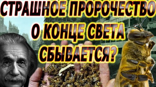 Массовая гибель пчел. Что происходит? Почему гибнут пчелы?