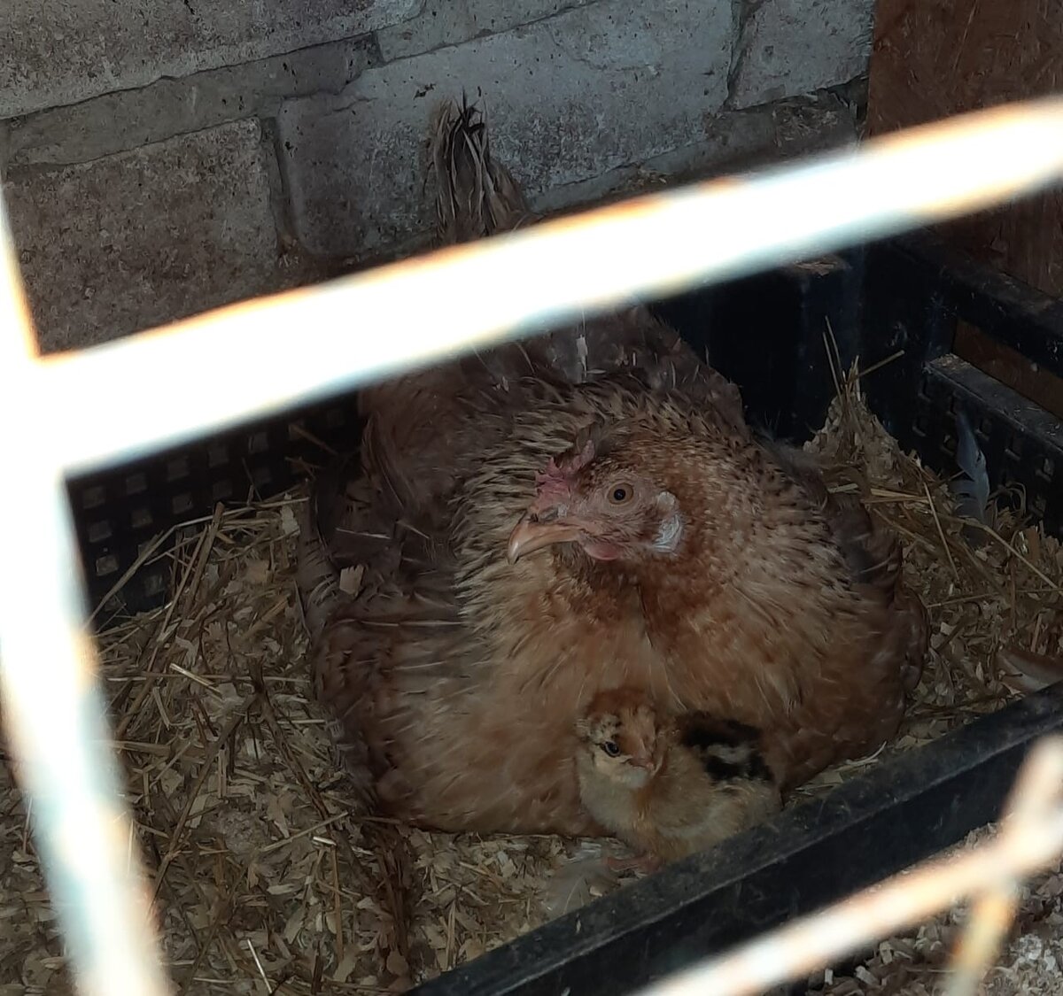 Первый, разведчик)