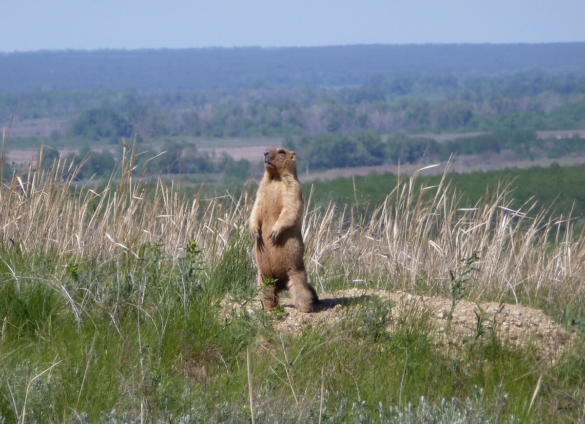 Байбак крик