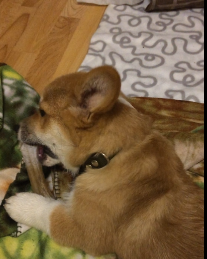 Саймон и косточка