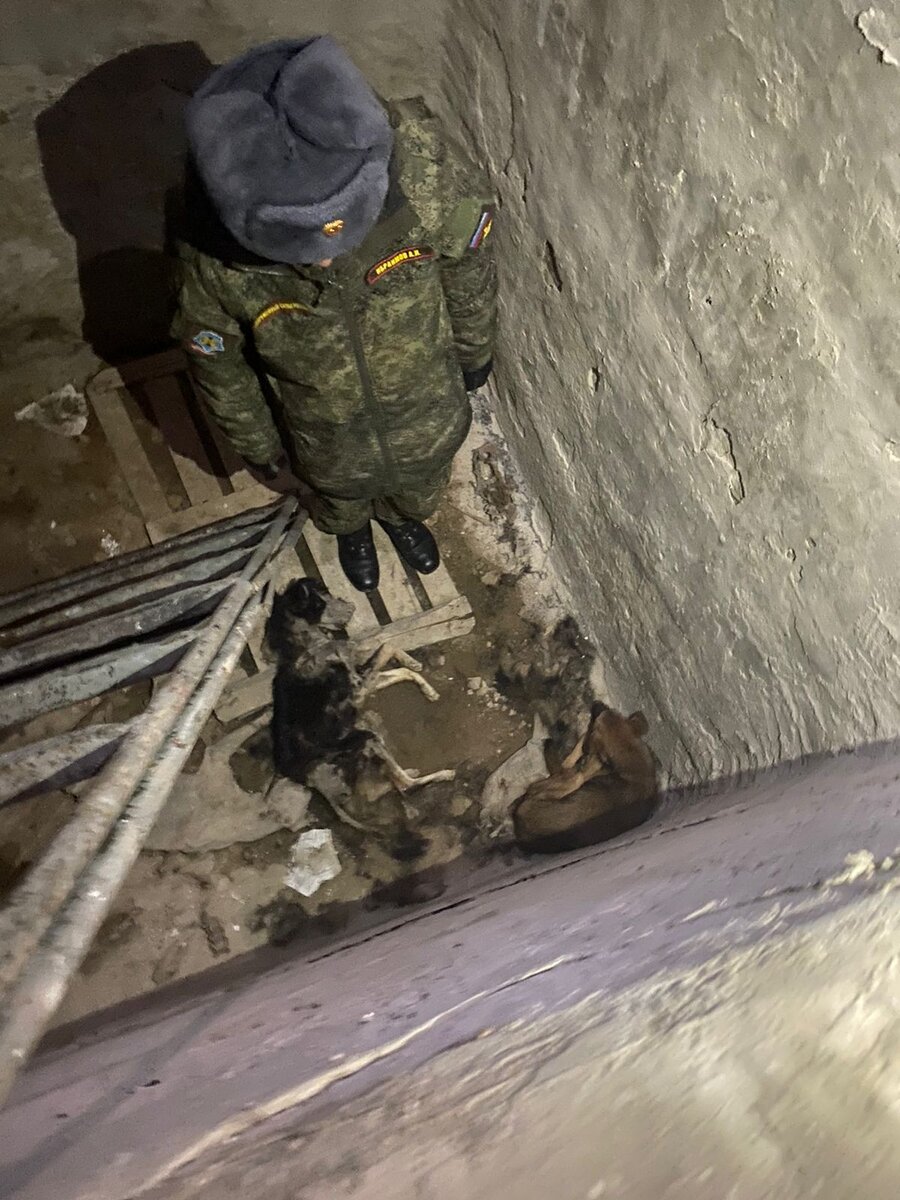  На глубине трёхметровой бетонной ямы найден напуганный щенок и несколько мертвых собак. 