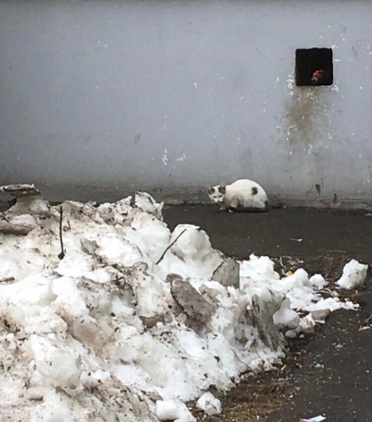 Крошка. Именно в тот день я поняла, что его нужно забрать с улицы