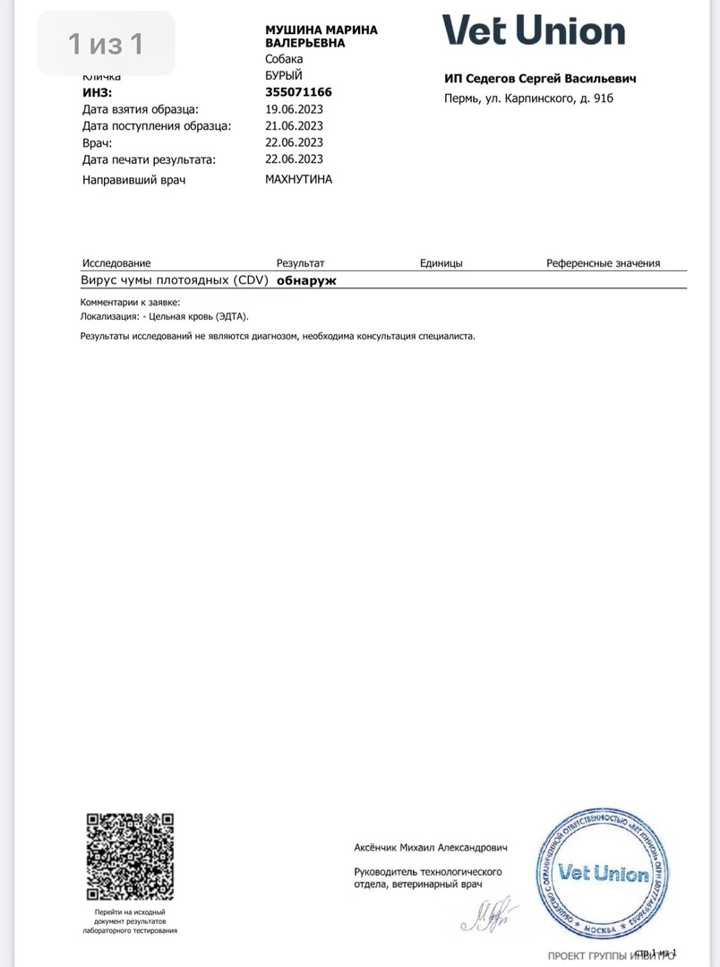 🦠⚡️Нужна помощь в лечении собак от чумы. Вы с нами? | Приют для собак ...