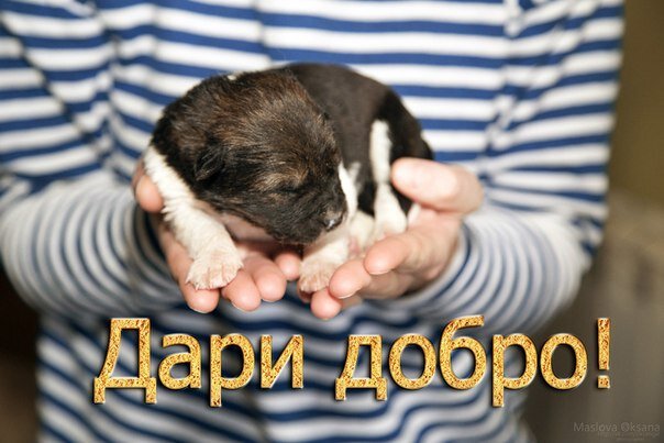День добра животные картинки Сегодня у нас замечательный день, День Добра, я знаю, что многие ждут его, чтоб 