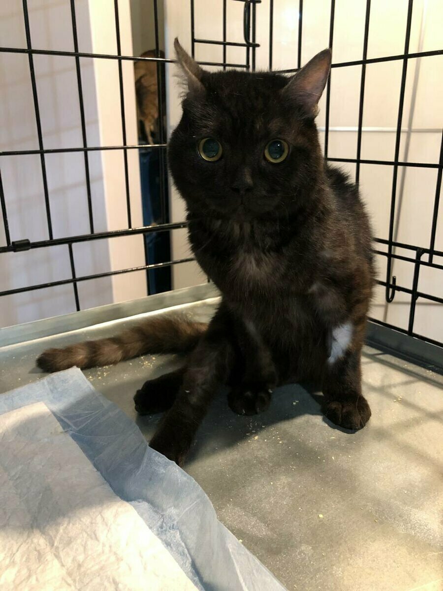 Толика привезли ко мне