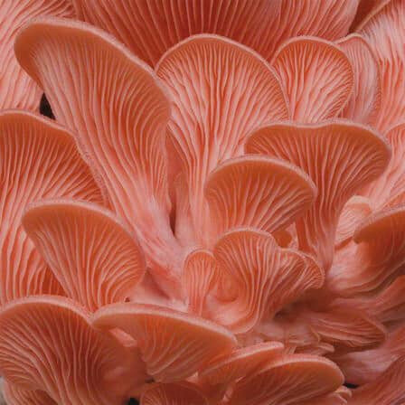 Фото из красной книги России.