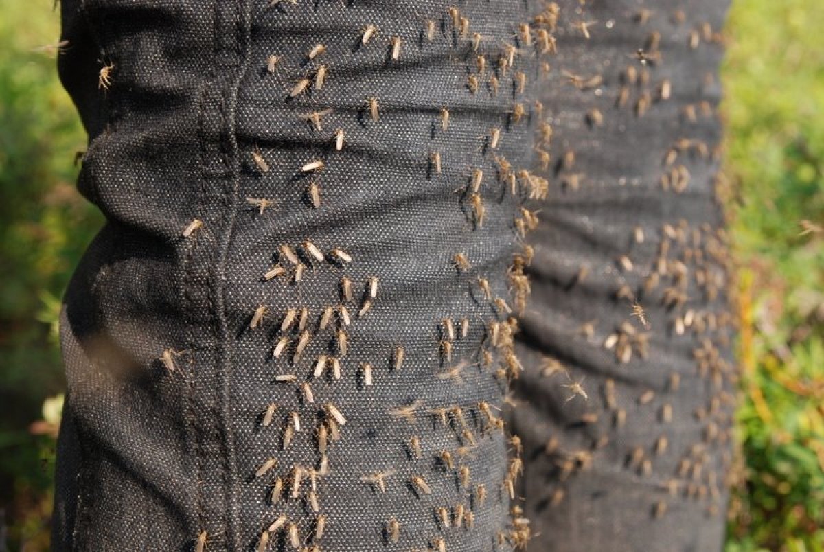    На Камчатке обитают 19 видов кровососущих комаров