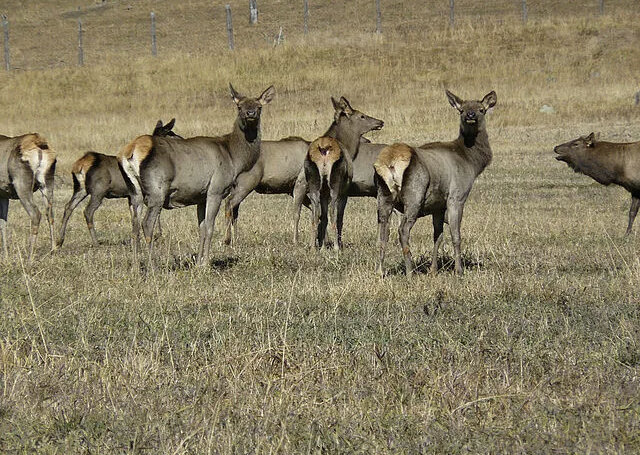 Маралы на Алтае