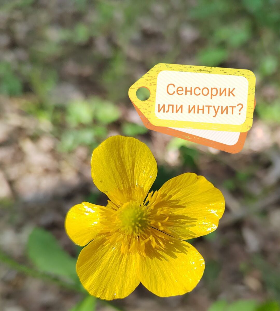 Сенсорик или интуит? Фото с полей