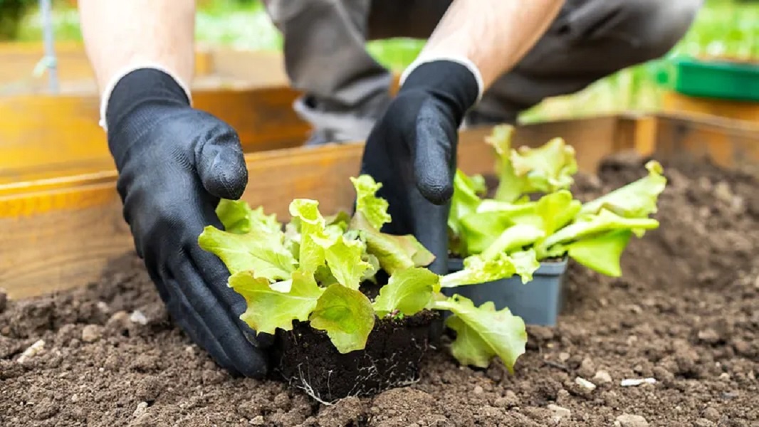Что можно посеять белорусам в июле? Успеете собрать урожай до конца лета и даже в этом месяце — Полезно