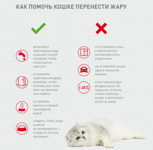 Как понять что кошке жарко. Котик помогает котику. Тепловой удар у коров.