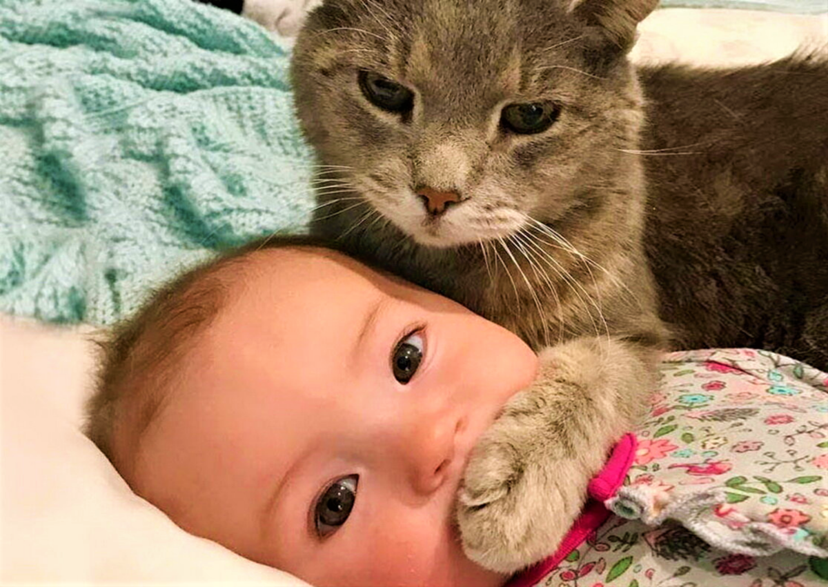 Кот нянька. Кот нянька для ребенка. И главное котик. Дети и животные смешное. Коты няньки.