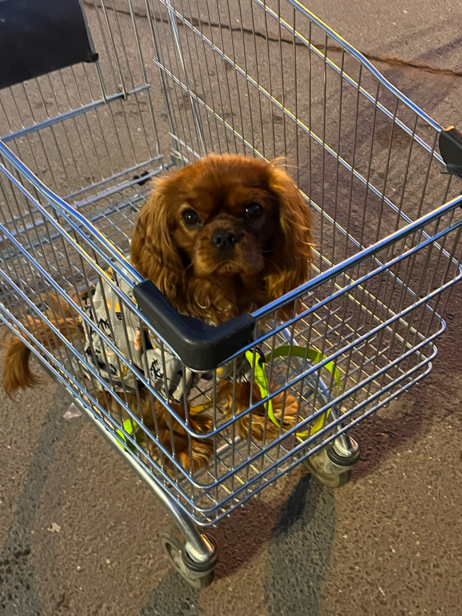 Пряник и поход в гипермаркет "Глобус" (везде со мной, куда можно попасть с собакой). 